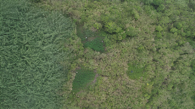 Heboh! Ladang Ganja Ditemukan di Taman Nasional Bromo Tengger Semeru, Polisi Lakukan Penyelidikan-nexzine.id