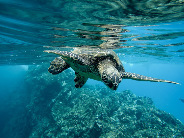 Pulau Menjangan Spot Bawah Laut Paling Dicari Wisatawan-nexzine.id