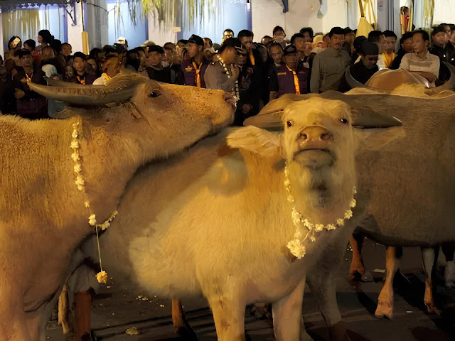 Malam 1 Suro Tradisi Sakral Jawa Penuh Larangan dan Makna Spiritual-nexzine.id Malam 1 Suro Tradisi Sakral Jawa Penuh Larangan dan Makna Spiritual-nexzine.id