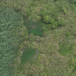 Heboh! Ladang Ganja Ditemukan di Taman Nasional Bromo Tengger Semeru, Polisi Lakukan Penyelidikan.