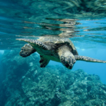 Pulau Menjangan Spot Bawah Laut Paling Dicari Wisatawan