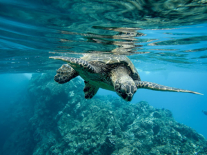 Pulau Menjangan Spot Bawah Laut Paling Dicari Wisatawan