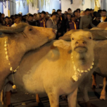 Malam 1 Suro Tradisi Sakral Jawa Penuh Larangan dan Makna Spiritual