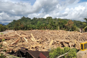 Risiko Banjir Meningkat? Pantau Gambut Ungkap Daftar Perusahaan yang Paling Bertanggung Jawab